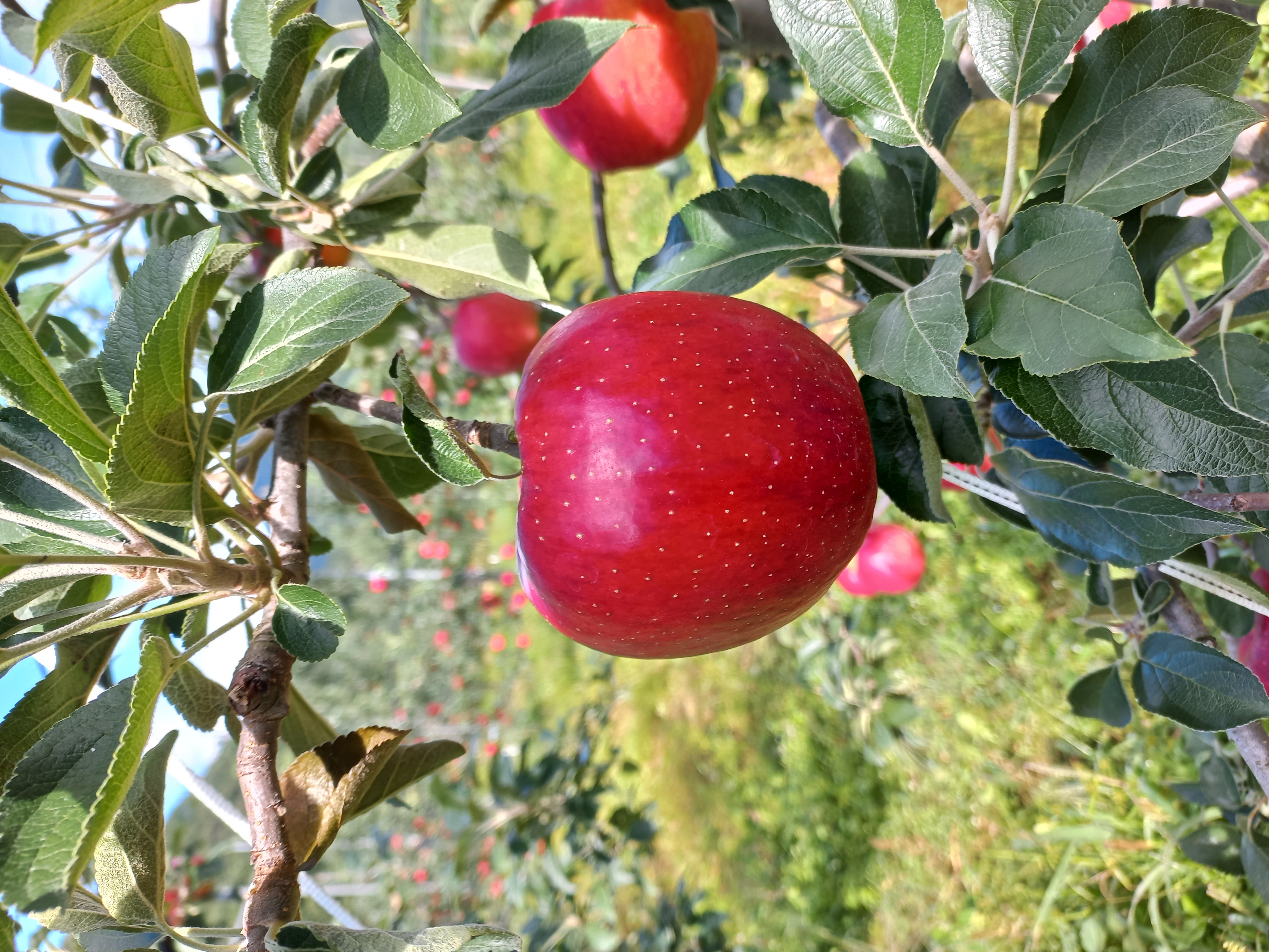 사과의 고장 경북 문경시 동로면 생달리에 있는 수리봉 아랫마을에서 재배한 청정 사과입니다